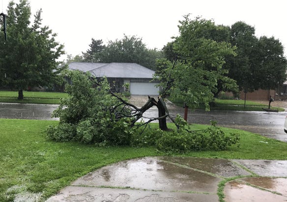 Red Bud tree destroyed by high winds and golf ball size hail
