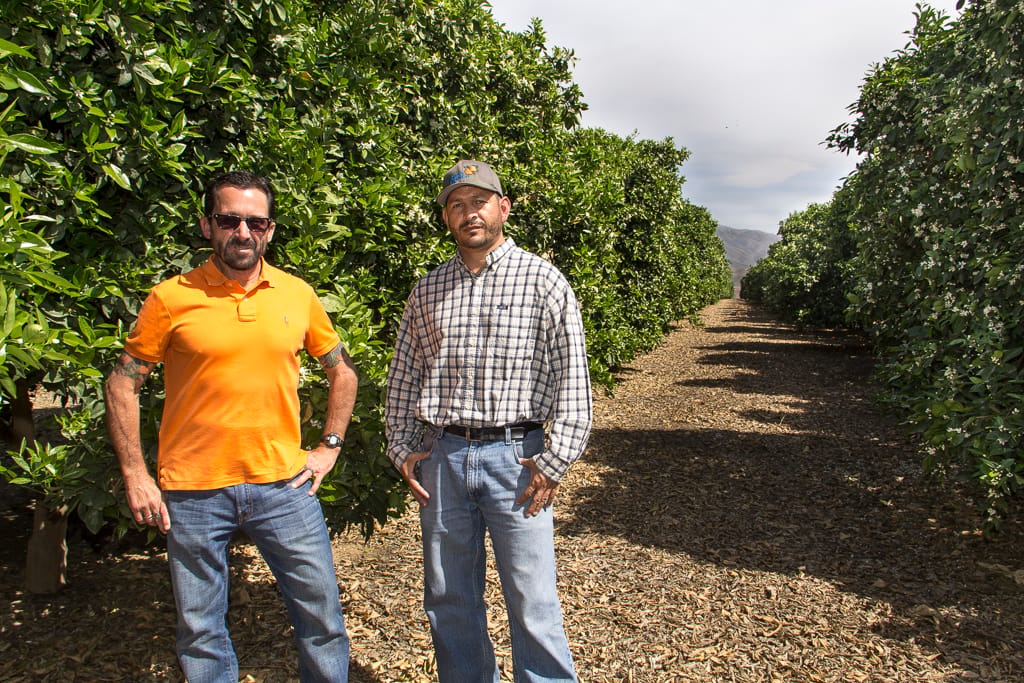 Gless Ranch California citrus leaders take lessons from Florida