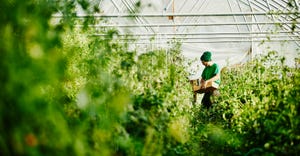 farmer harvesting tomatoes in greenhouse