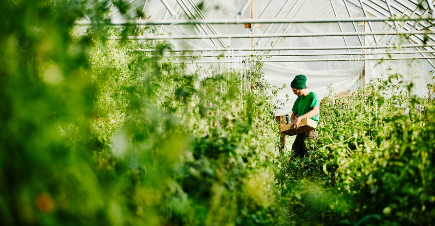 farmer harvesting tomatoes in greenhouse farmer harvesting tomatoes in greenhouse