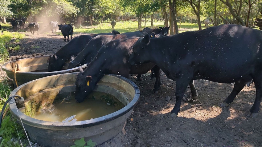 Cattle surrounded by flies and drinking from a water station