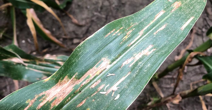 Rectangular-shaped lesions of gray leaf spot on corn leaf 