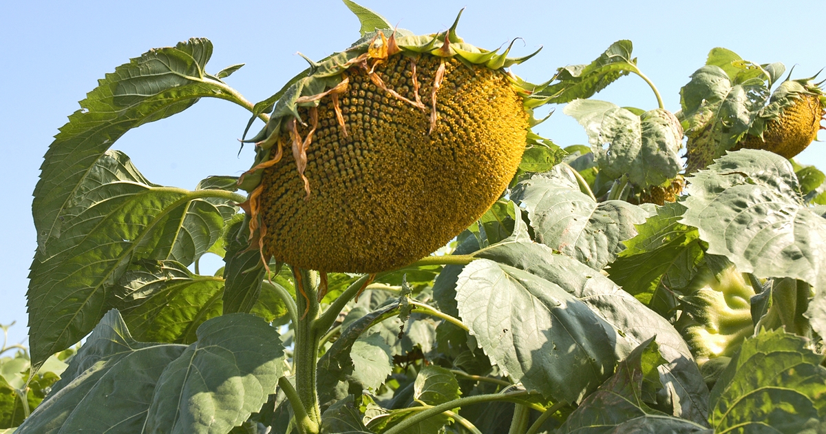 Which way for sunflower prices?
