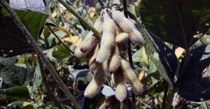 high-yielding-early-soybeans-brad-haire-farm-progress-3-a.jpg