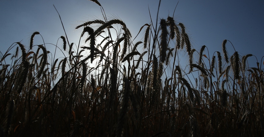 rye field