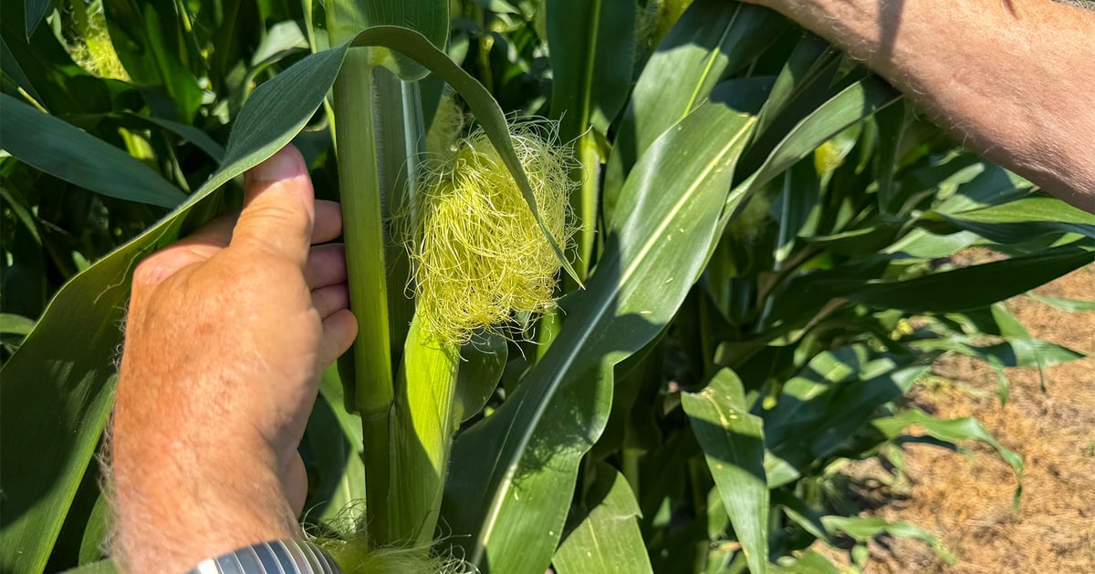 Corn sweat isn’t sole culprit for heat waves