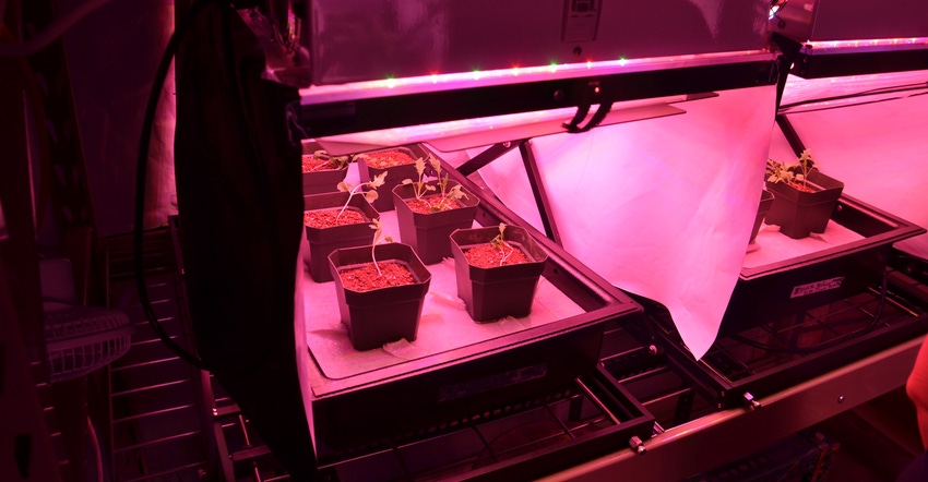 plants under purple light in growth chamber