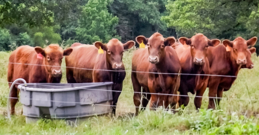 cattle at water tank in pasture