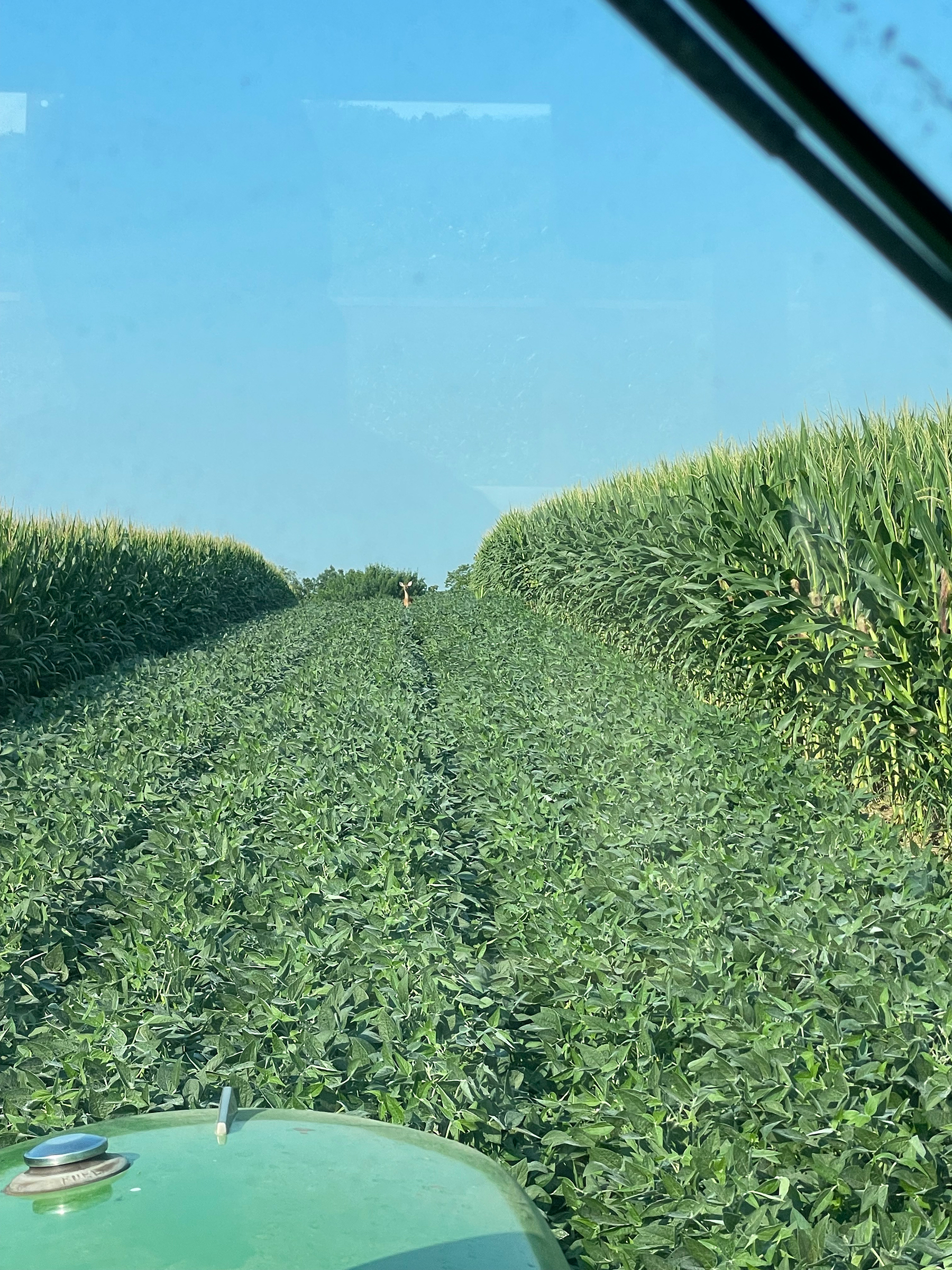 从大豆排拖拉机舱看到的景色