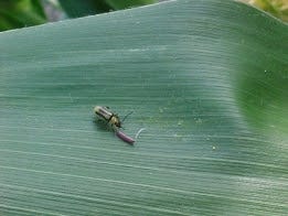 4-12-22 corn rootworm 2.jpg