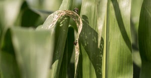 insects on corn plants