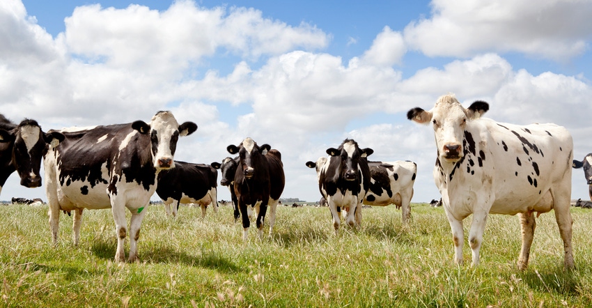 Dairy cows standing in field