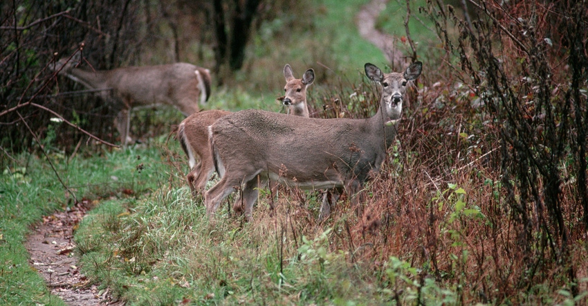 Three white-tailed deer eat from shrubs along a trail