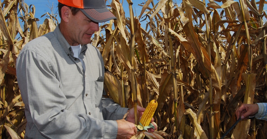 man testing an ear of corn with mature cornfield in background
