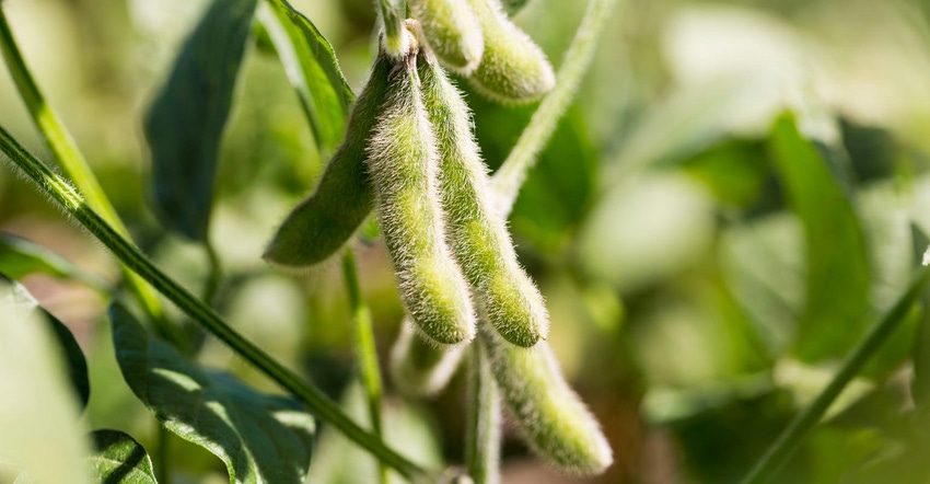 A close up of soybean pods