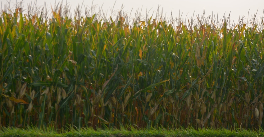 corn field corn field