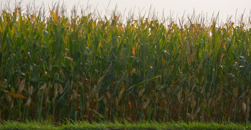 corn field