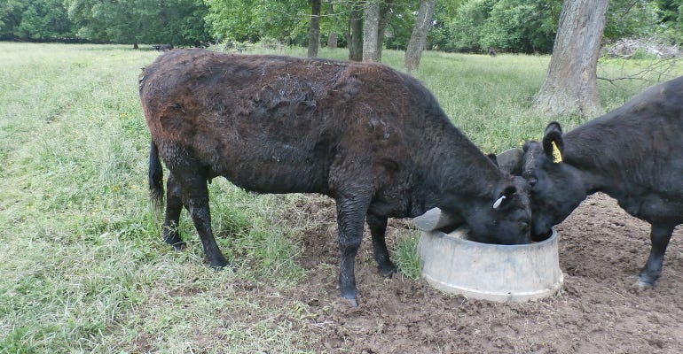 Black Angus with winter coat intact