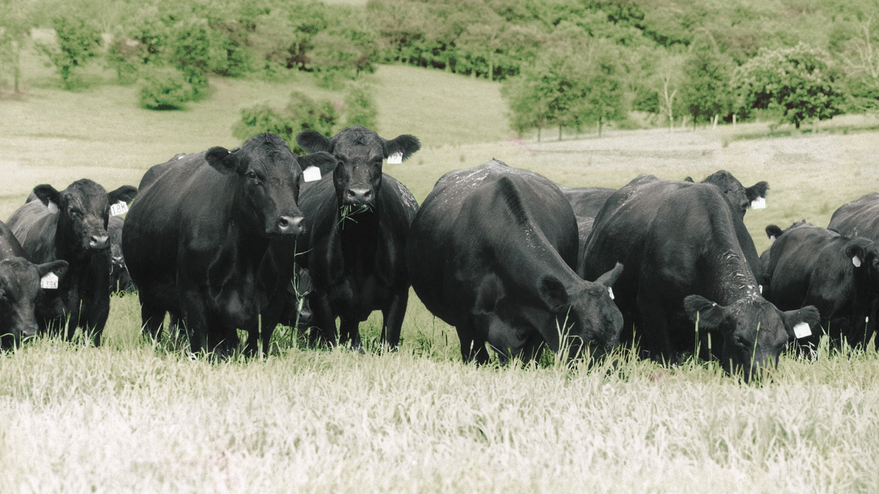 Black Angus cattle in a pasture