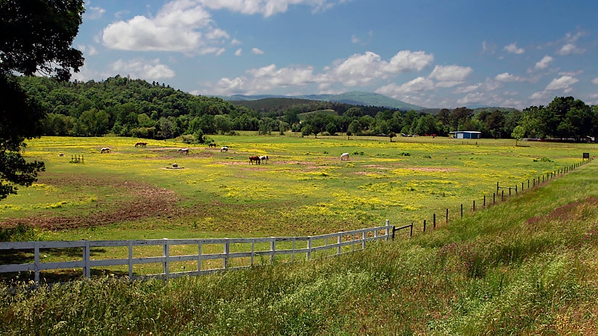 Pasture Horses