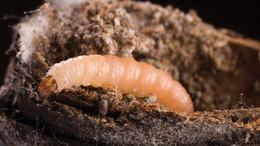 Navel orangeworm