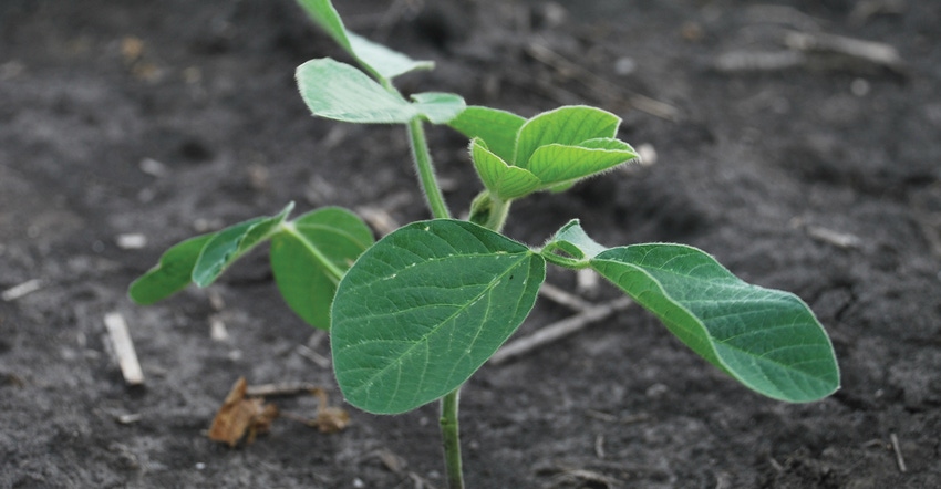 Close-up of soybean plant