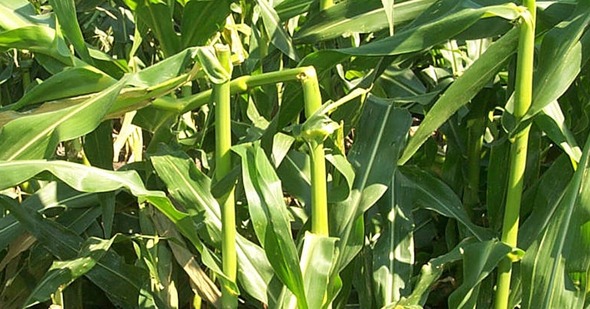 Making sense of green snap