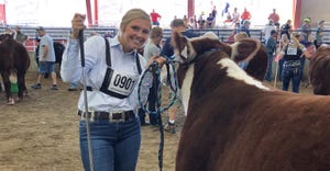 Taylor Schaefer showing beef cow