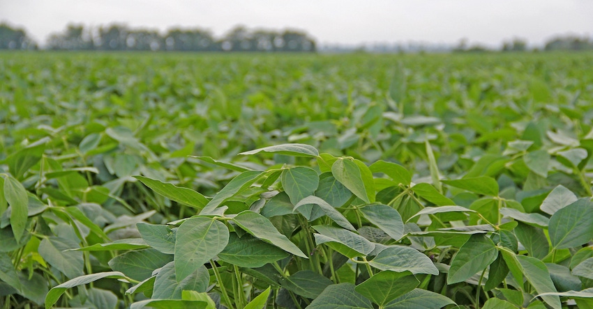 soybean-field
