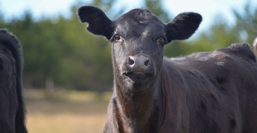 A black beef calf in a feed yard