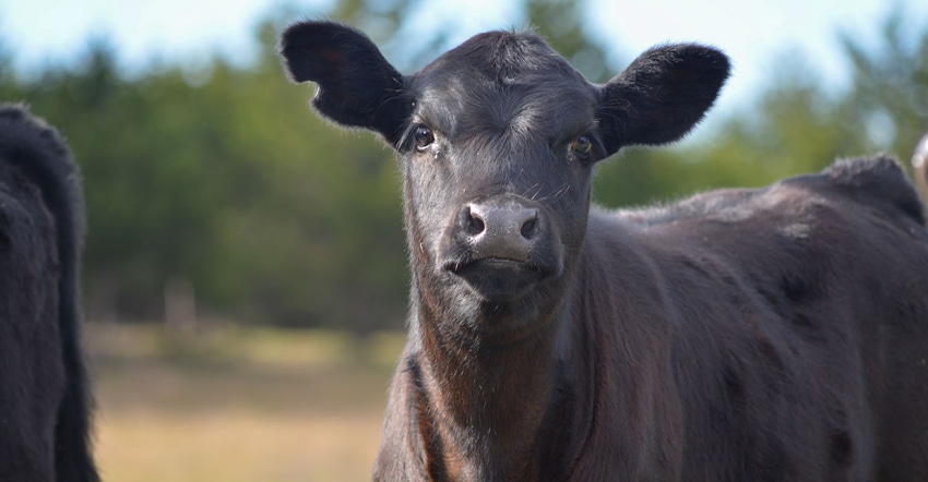 A black beef calf in a feed yard A black beef calf in a feed yard