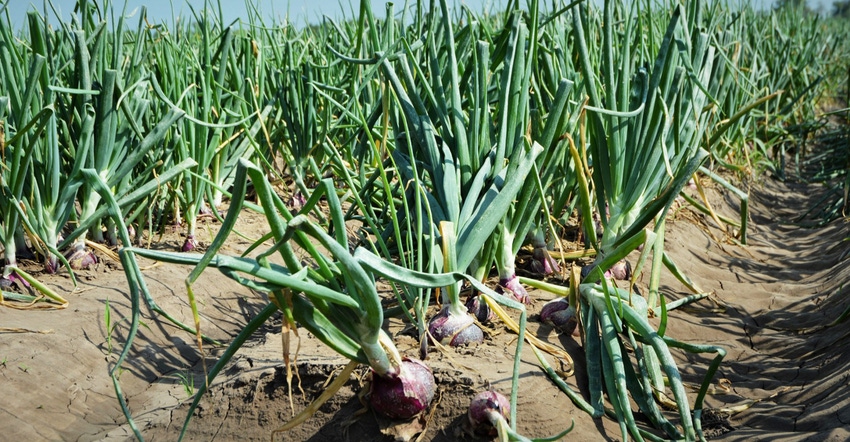 Onion-Field-Pic.jpg