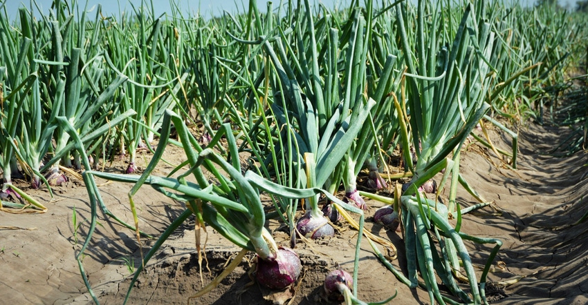 Onion-Field-Pic.jpg Onion-Field-Pic.jpg