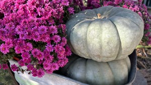 Gray pumpkins with purple mums