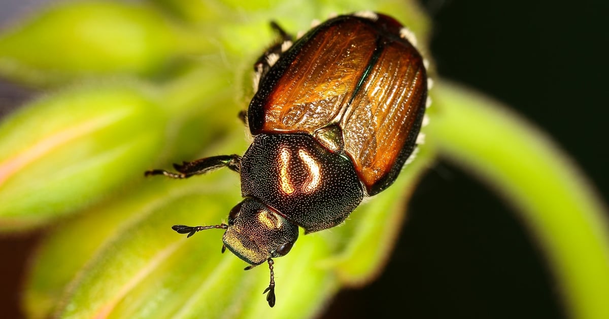 Yard debris quarantine 'vital' to beetle eradication