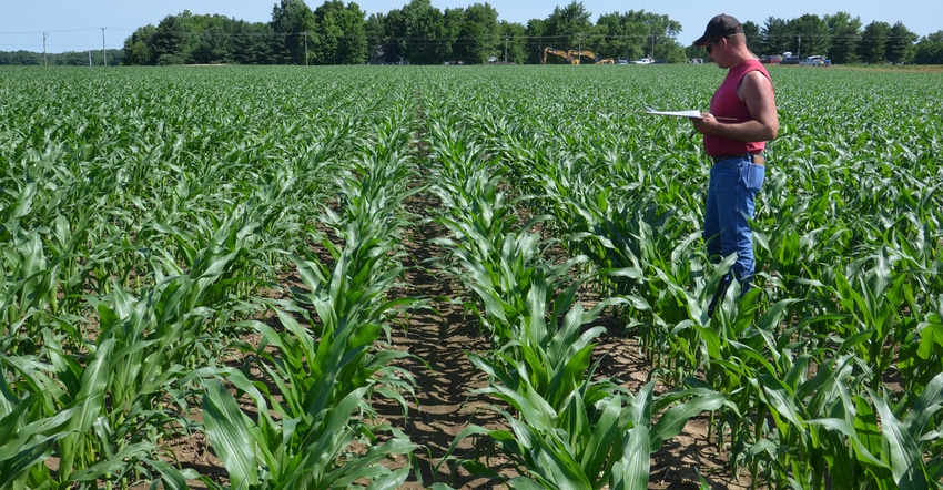 Pete Illingworth of the Throckmorton Purdue Ag Center, Romney, helps record cornfield populations 