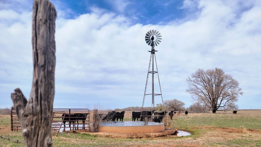 cattle grazing windmill 