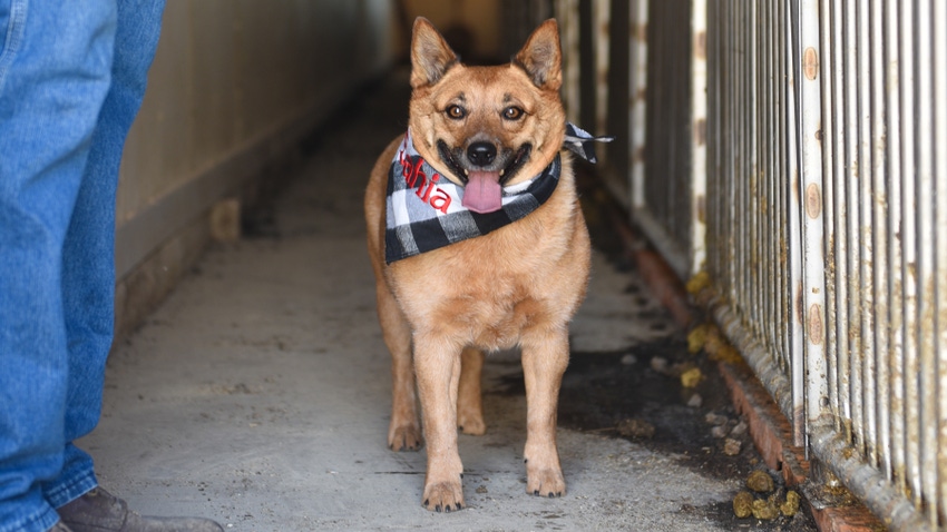 Bahia, a 5-year-old Australian cattle dog Bahia, a 5-year-old Australian cattle dog