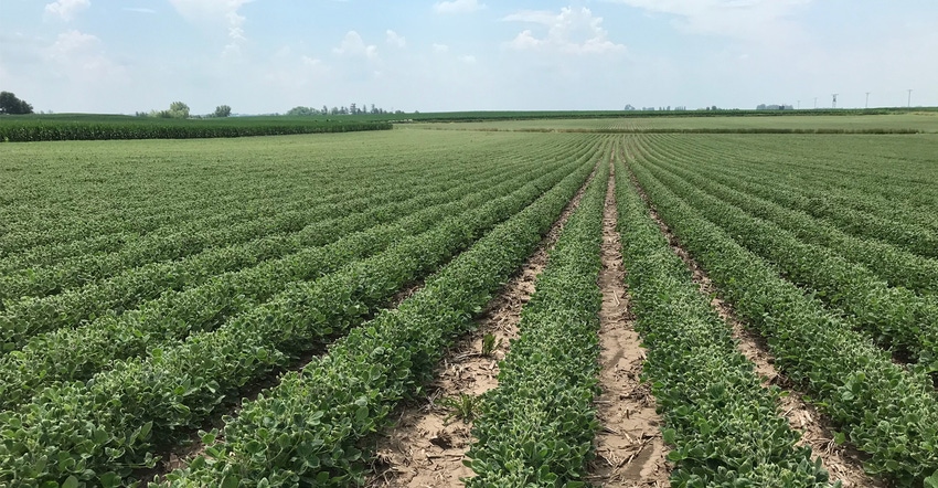 Field with soybean dicamba injury