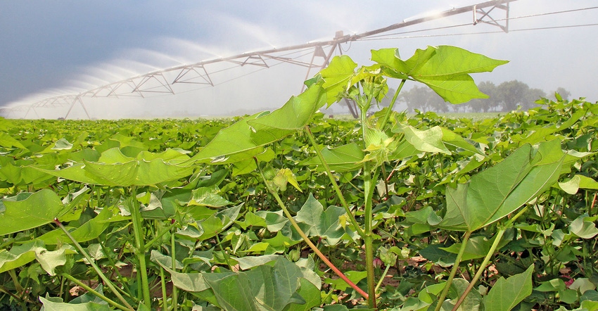 cotton-pivot-irrigation-dfp.jpg