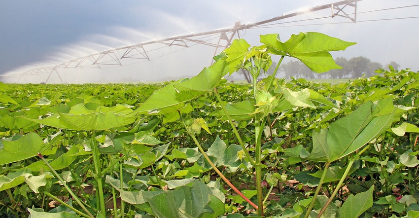 cotton-pivot-irrigation-dfp.jpg cotton-pivot-irrigation-dfp.jpg