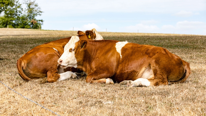 Cattle resting in pasture