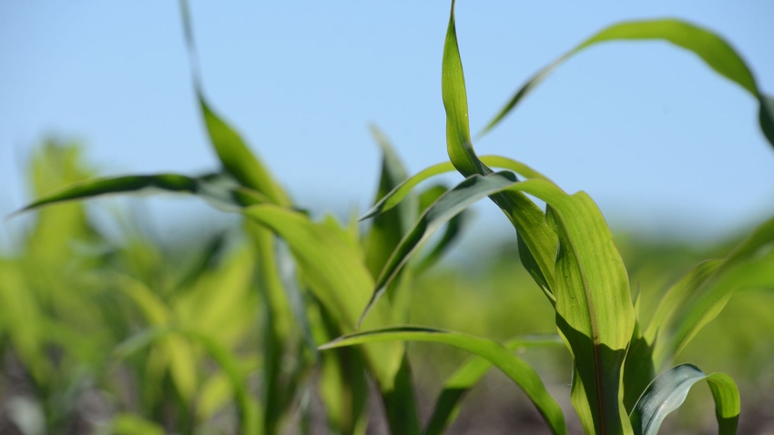 glose-up of corn in field