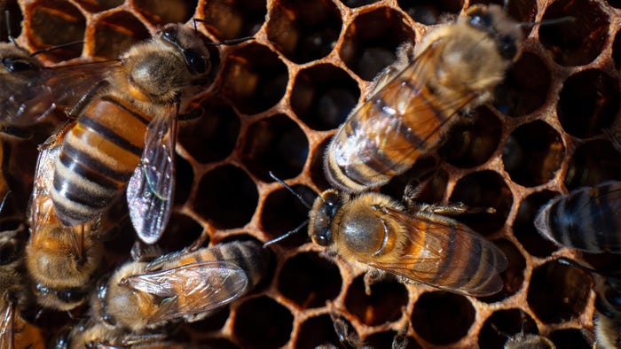 agrilife-michael-miller-honey-bees.jpg agrilife-michael-miller-honey-bees.jpg
