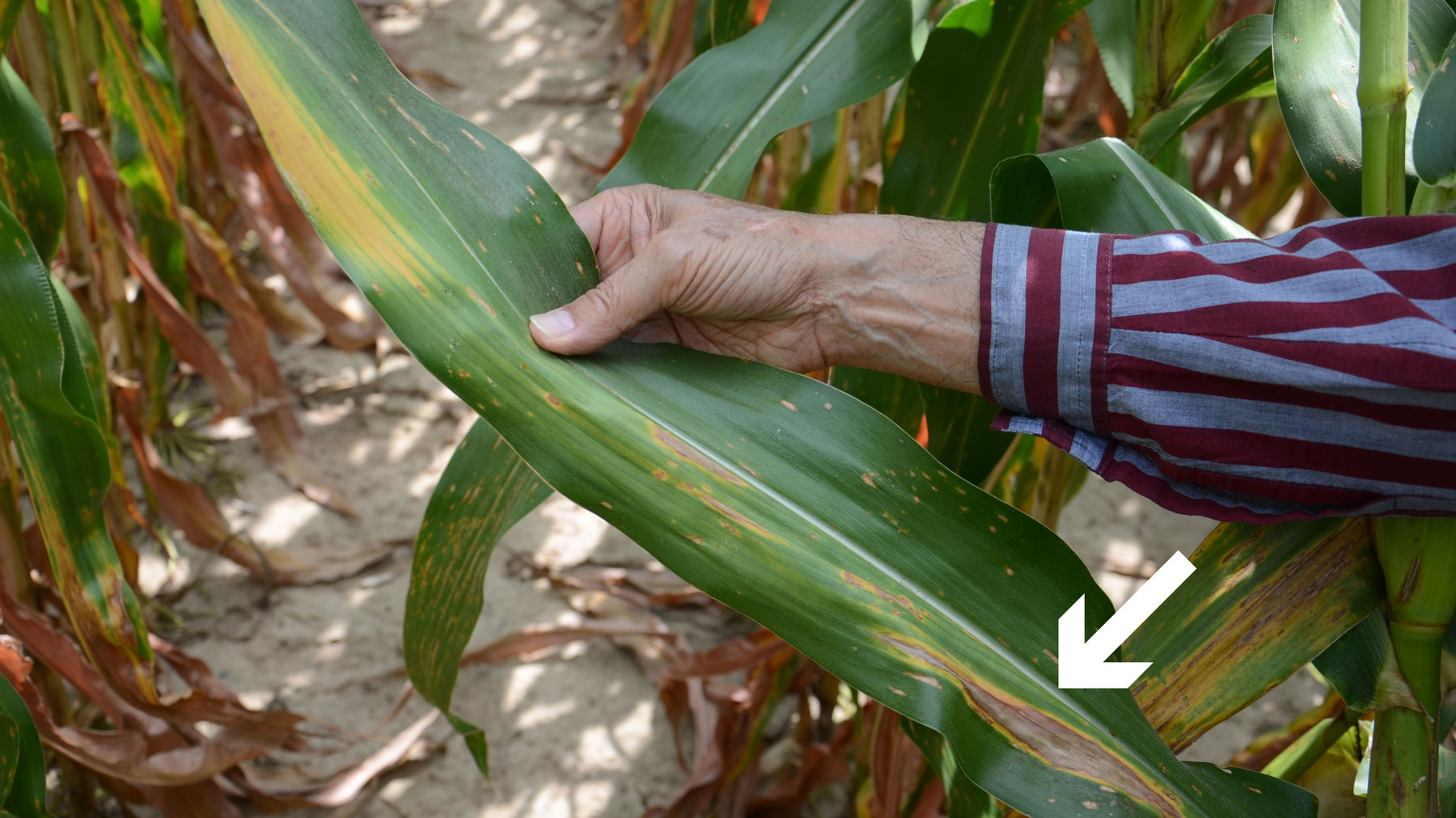 Corn diseases: How to manage tar spot, southern rust and more