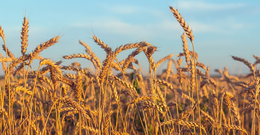 wheat wheat