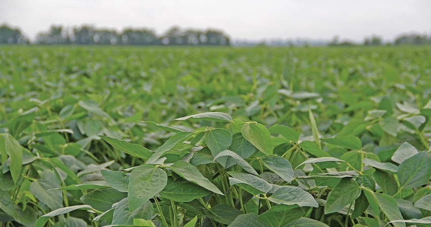 soybean-field-6-staff-dfpcopy.jpg
