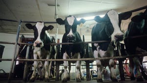 Cows in milking parlor
