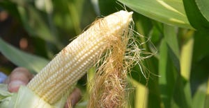 ear of corn with silks hanging off