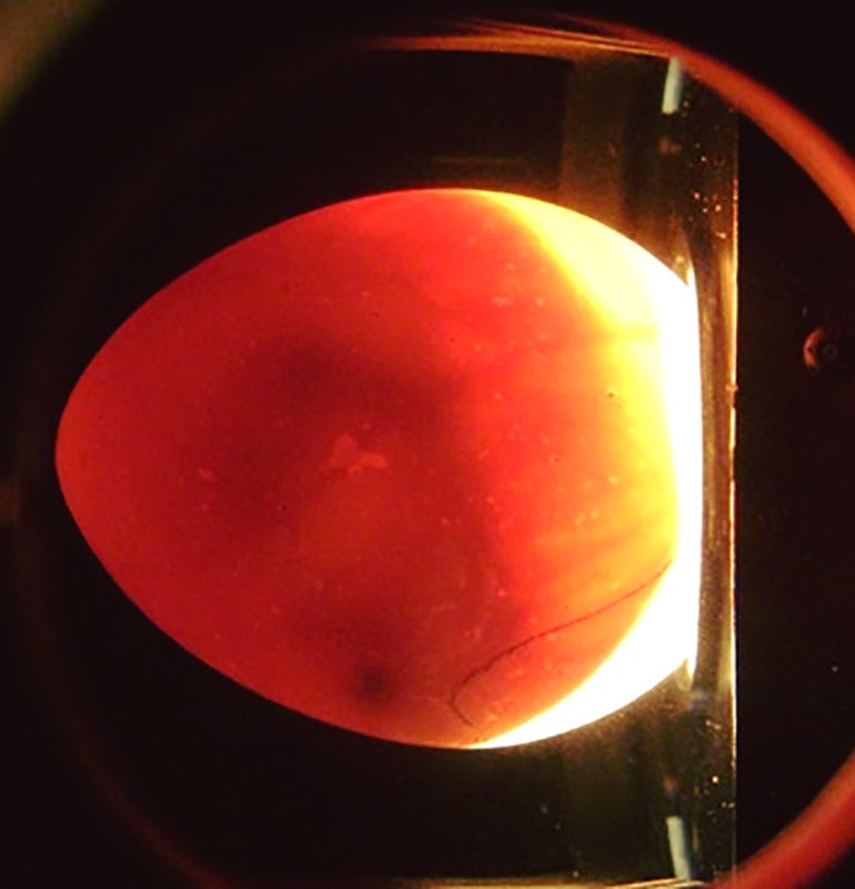 Light shining through egg showing embryo development